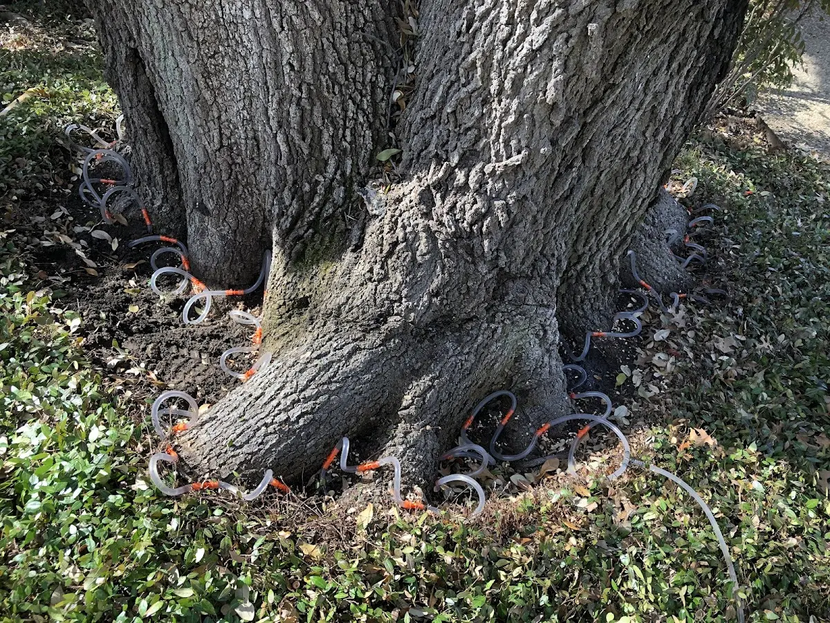 Detailed Tree Cabling and Bracing job site in Orland